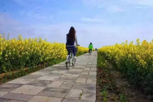 崇明踏青骑游线路推荐，享受春日时光[墙根网]