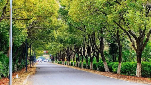 崇明踏青骑游线路推荐，享受春日时光[墙根网]