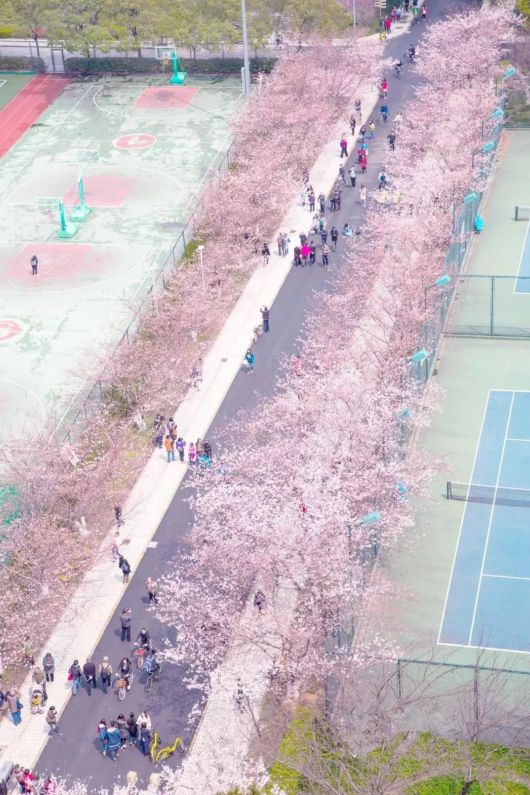 不去公园！在上海赏樱花要来点不一样的