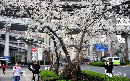 不去公园！在上海赏樱花要来点不一样的[墙根网]