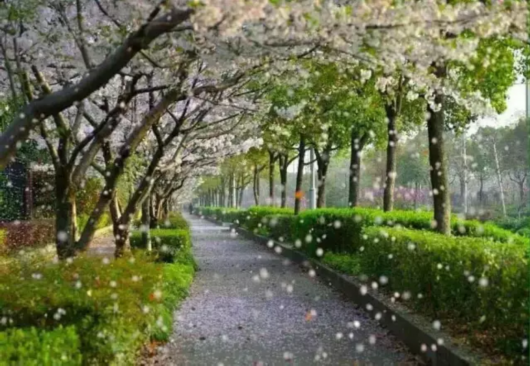 不去公园！在上海赏樱花要来点不一样的[墙根网]