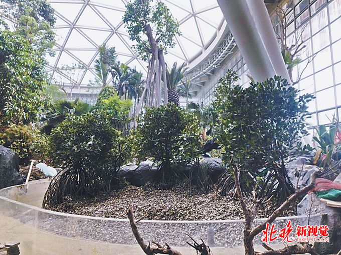探营北京世园会植物馆：汇聚2万多株热带植物，为红树林移民模拟环境[墙根网]