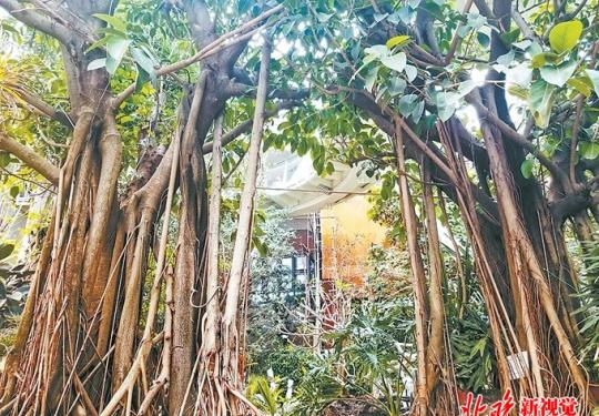 探营北京世园会植物馆：汇聚2万多株热带植物，为红树林移民模拟环境