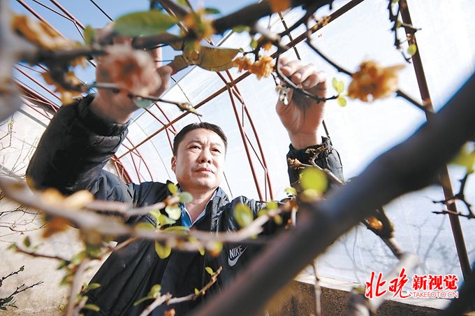 北京中山公园“龙游”参展世园会，有“烤货” 技术不怕时间紧[墙根网]