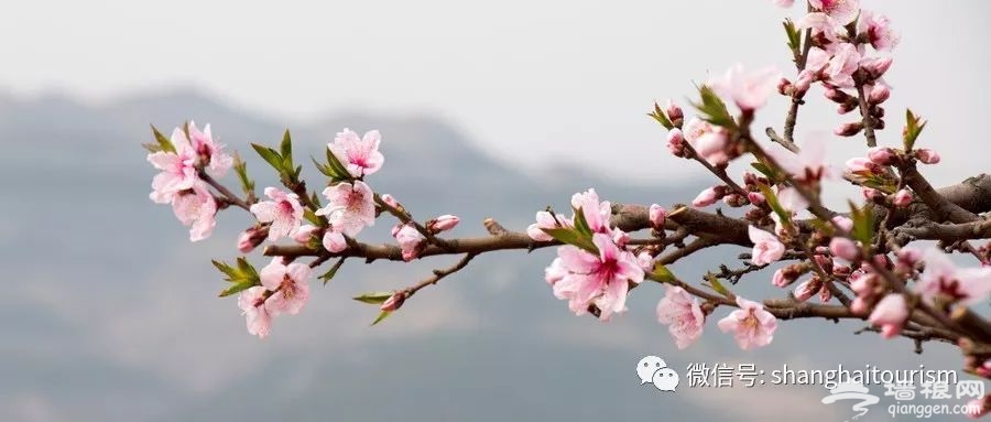 清明小长假，上海精彩文旅活动全指南[墙根网]
