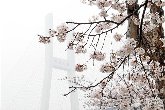 上海清明假期去哪踏青？我们为你准备了一份赏花地图[墙根网]