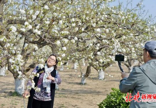 北京第26屆大興梨花旅游文化節啟動 打造梨園徒步攝影大賽等體驗活動