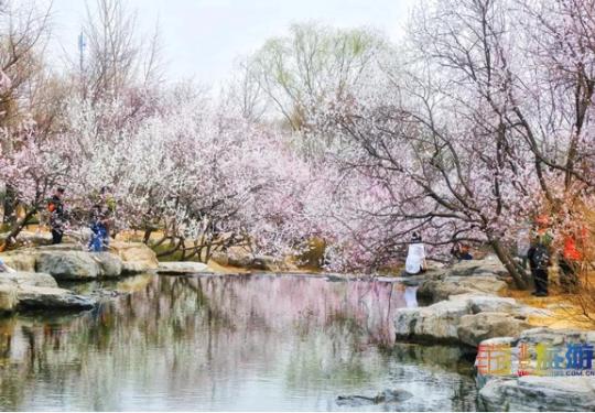 2019北京植物園桃花節，噴霧景觀仿若仙境
