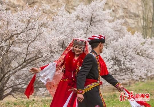 探访新疆喀喇昆仑杏花村：数以千计游客专程前来一饱眼福