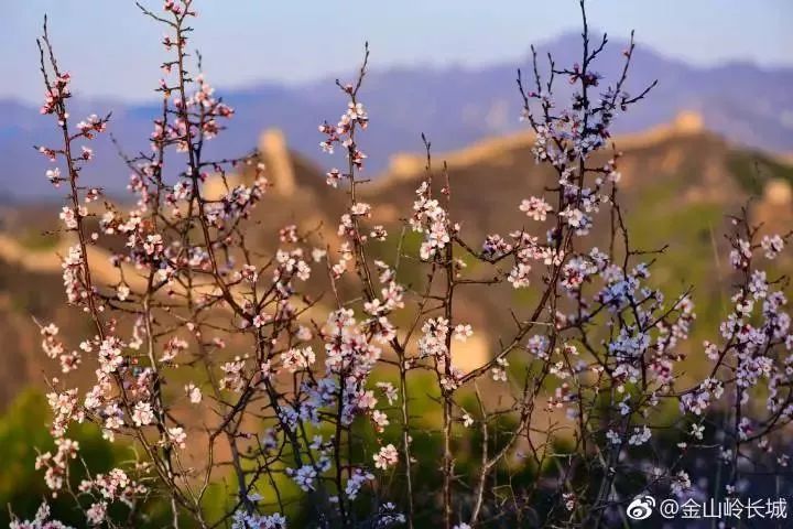 2019年金山岭长城杏花节（时间+门票+赏花线路）[墙根网]