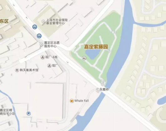 嘉定紫藤园第一株紫藤绽放！下周起或陆续迎盛花期[墙根网]
