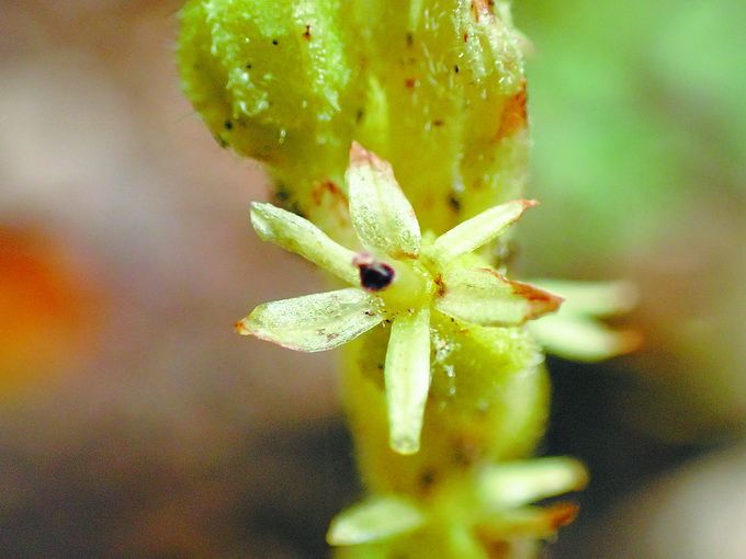 探秘世园会中国馆：感受千年煻花技艺 赏稀有北京无喙兰[墙根网]