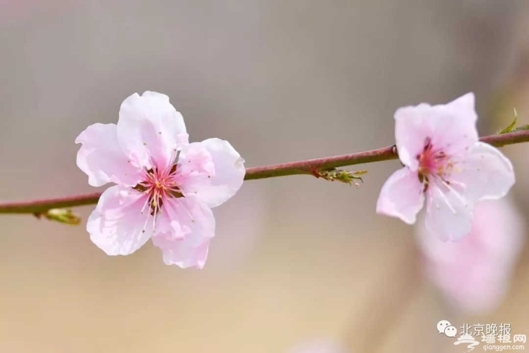 想体验22万亩桃花海？平谷桃花节开幕，赏花路线看这个就对了！[墙根网]