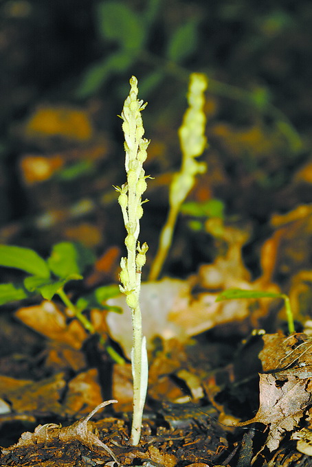 探秘世园会中国馆：感受千年煻花技艺 赏稀有北京无喙兰[墙根网]