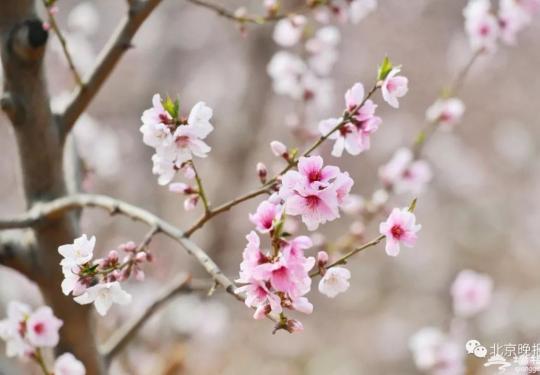 想体验22万亩桃花海？平谷桃花节开幕，赏花路线看这个就对了！