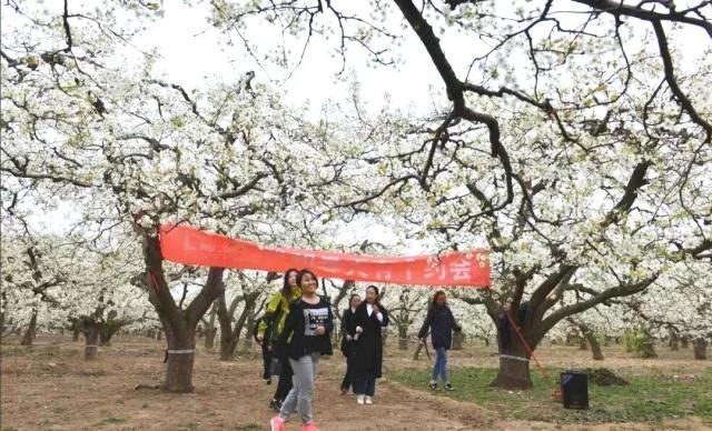 2019赵县第十九届梨花节于3月31日至4月15日举办[墙根网]