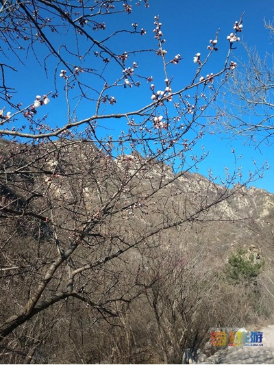 最美人间四月天！春暖花开，北京周边适合登高的地方，花正开得好呢！[墙根网]