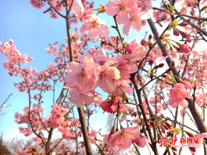北京亦庄镇樱花公园8月亮相，30亩地上将密集种植350棵樱花树[墙根网]