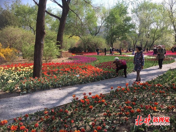 北京植物园40万郁金香进入最佳观赏期 分为三大展示区域[墙根网]