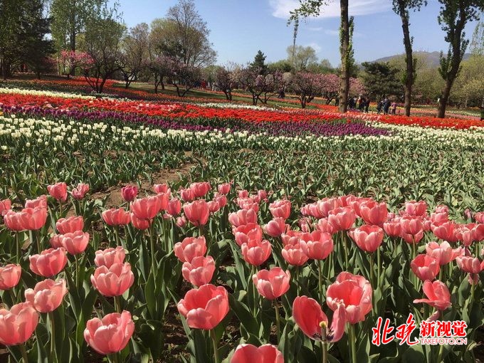 北京植物园40万郁金香进入最佳观赏期 分为三大展示区域[墙根网]