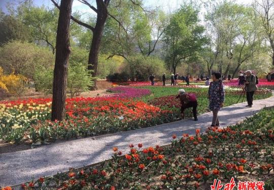 北京植物園40萬郁金香進入最佳觀賞期 分為三大展示區域