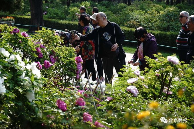北京景山公园两万株牡丹进入盛花期 同时推出20款紫禁之颠文创产品[墙根网]