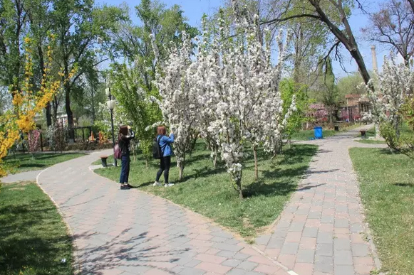 去什么武大，这里才是四月北京最美的“神仙”校园啊！[墙根网]