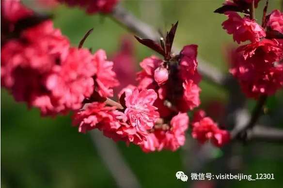去什么武大，这里才是四月北京最美的“神仙”校园啊！[墙根网]
