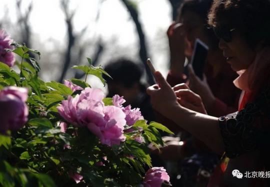 北京景山公园两万株牡丹进入盛花期 同时推出20款紫禁之颠文创产品