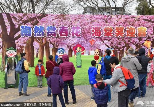 3000多株的海棠花海惊现北京！最好的假期福利，就是这个