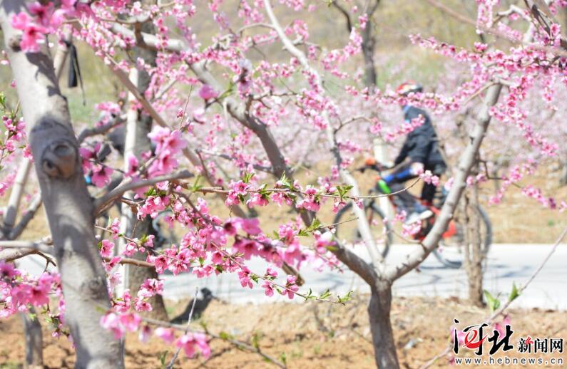 唐山市丰润区第三届桃花旅游文化节盛大开幕