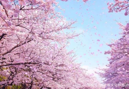 赏樱何必去日本？家门口就有一个樱花小镇，景色也不差！