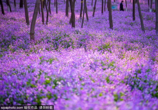 近300000m²的迷人紫色花海、明星御用拍照地~都藏在北京这个免费公园里！
