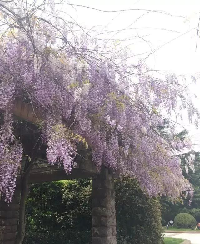 紫藤独占C位，本周末申城赏花看TA[墙根网]