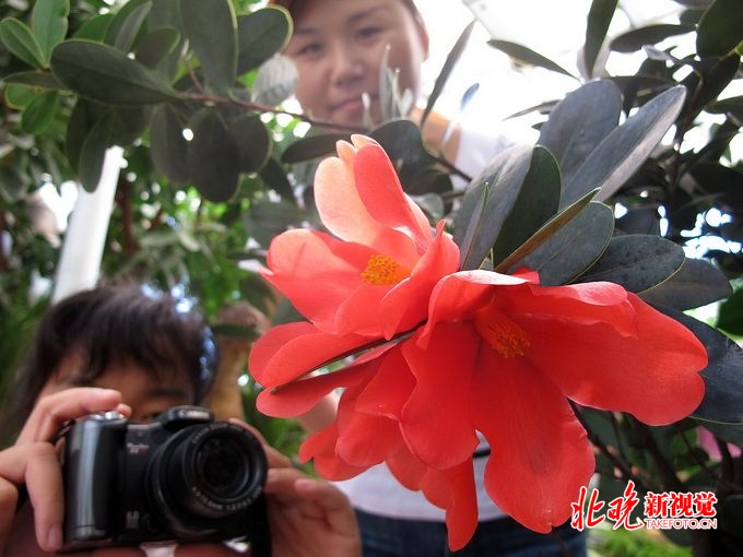 北京植物园神州奇珍展亮相北京世园会 300种珍稀植物将被展示[墙根网]
