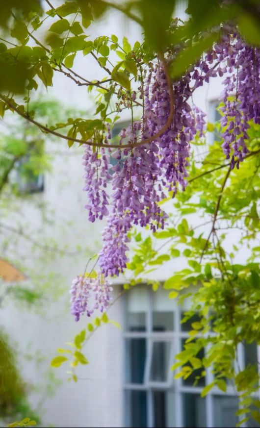 你想看的紫藤花 正在沪上这些高校校园里盛放！[墙根网]