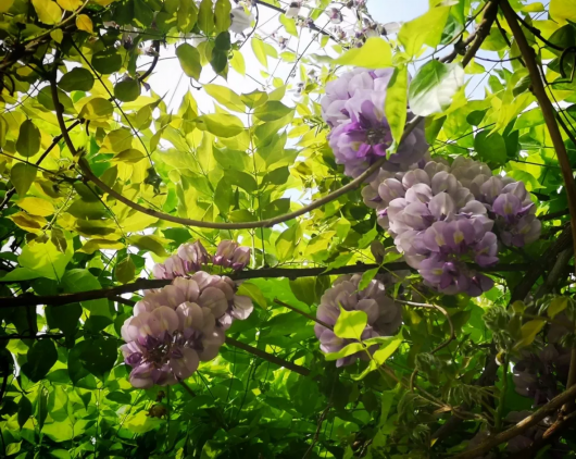 你想看的紫藤花 正在沪上这些高校校园里盛放！[墙根网]