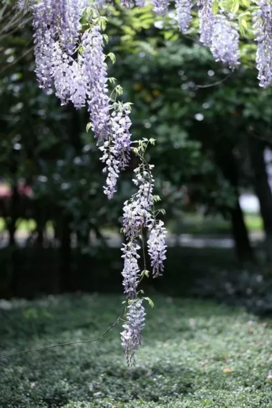 你想看的紫藤花 正在沪上这些高校校园里盛放！[墙根网]
