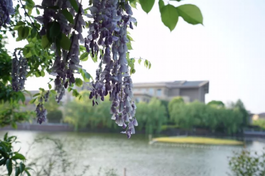 你想看的紫藤花 正在沪上这些高校校园里盛放！[墙根网]