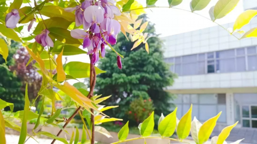 你想看的紫藤花 正在沪上这些高校校园里盛放！[墙根网]