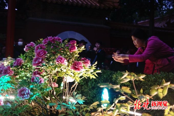 夜赏牡丹！北京景山公园开启夜游模式，感受别样光影幻境[墙根网]