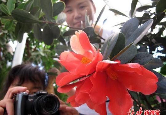 北京植物园神州奇珍展亮相北京世园会 300种珍稀植物将被展示