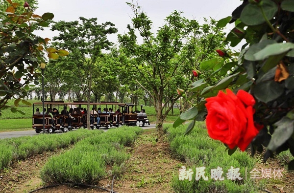 上海薰衣草公园今揭幕 被授予国家4A级旅游景区[墙根网]