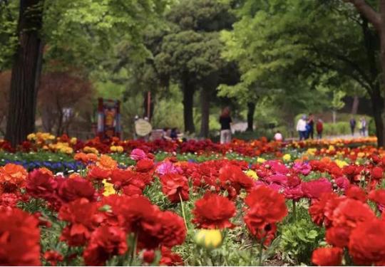 赏花，登山，观景！您的“五一”北京香山游玩攻略，请查收！