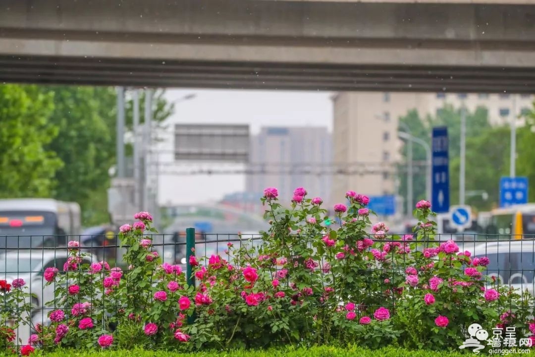 北京城内五月花海 哪一款是你的心头好？[墙根网]