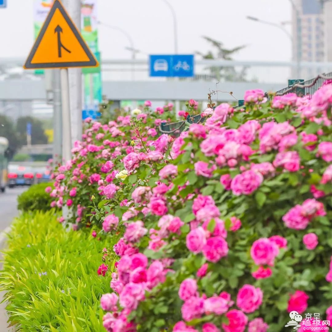北京城内五月花海 哪一款是你的心头好？[墙根网]