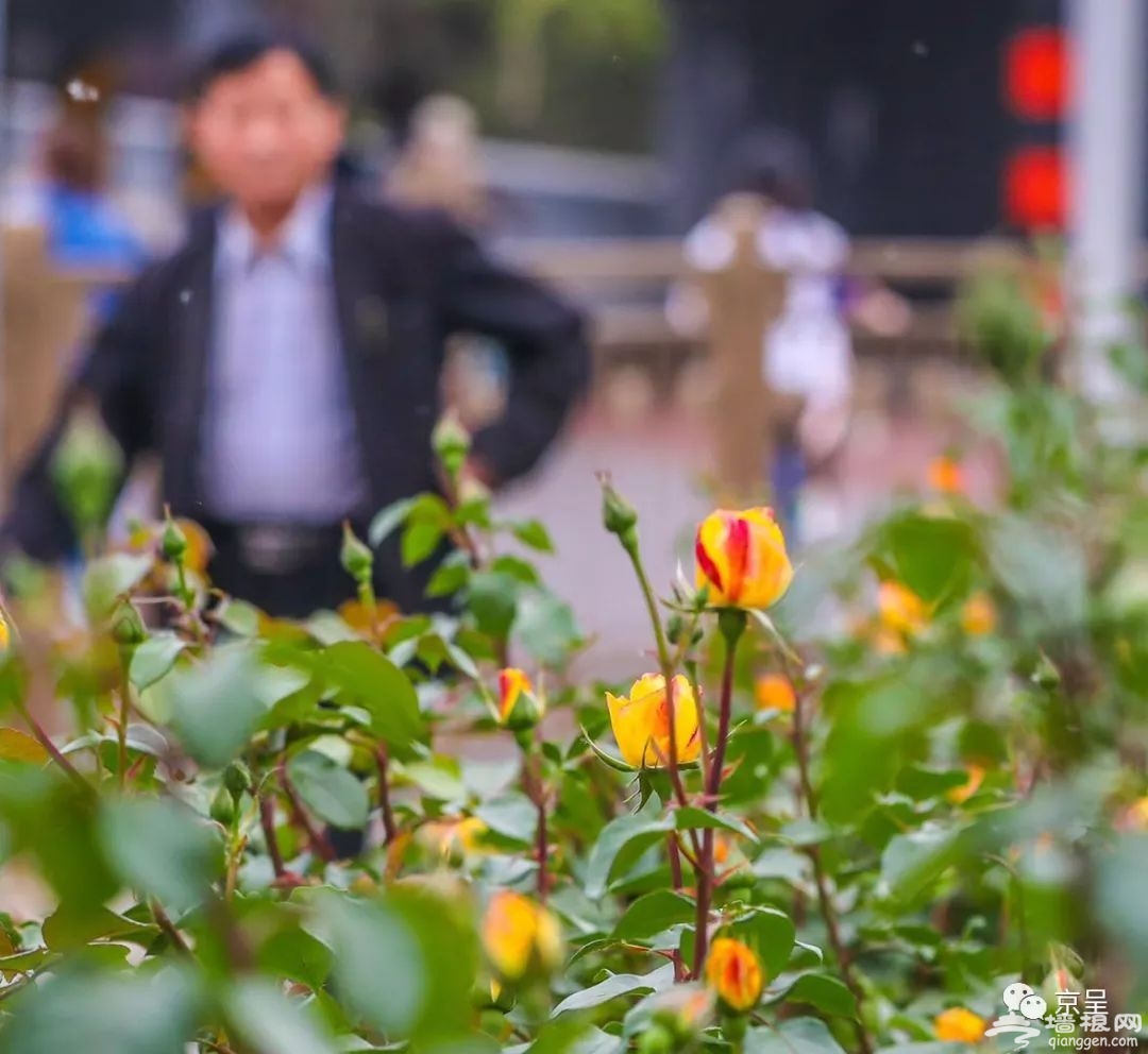 北京城内五月花海 哪一款是你的心头好？[墙根网]