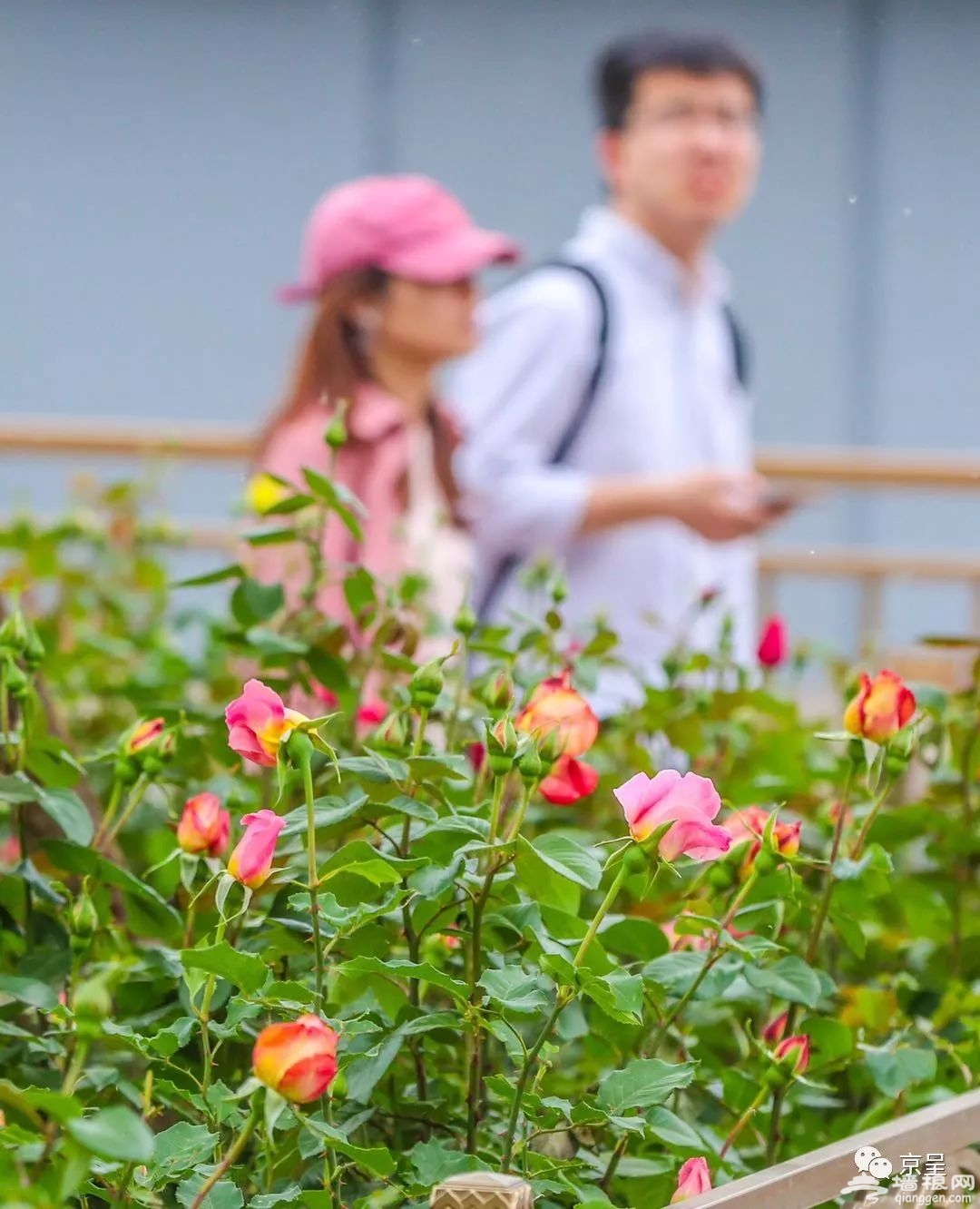 北京城内五月花海 哪一款是你的心头好？[墙根网]