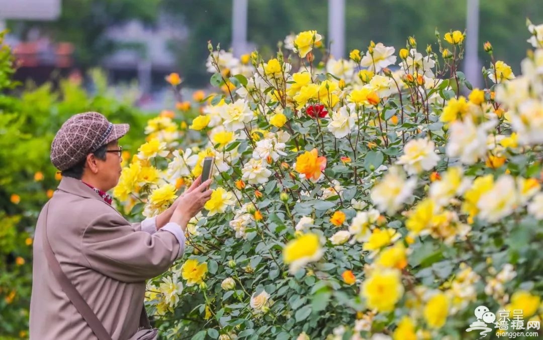 北京城内五月花海 哪一款是你的心头好？[墙根网]