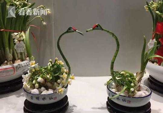 崇明水仙亮相北京世园会 为2021年花博会预热